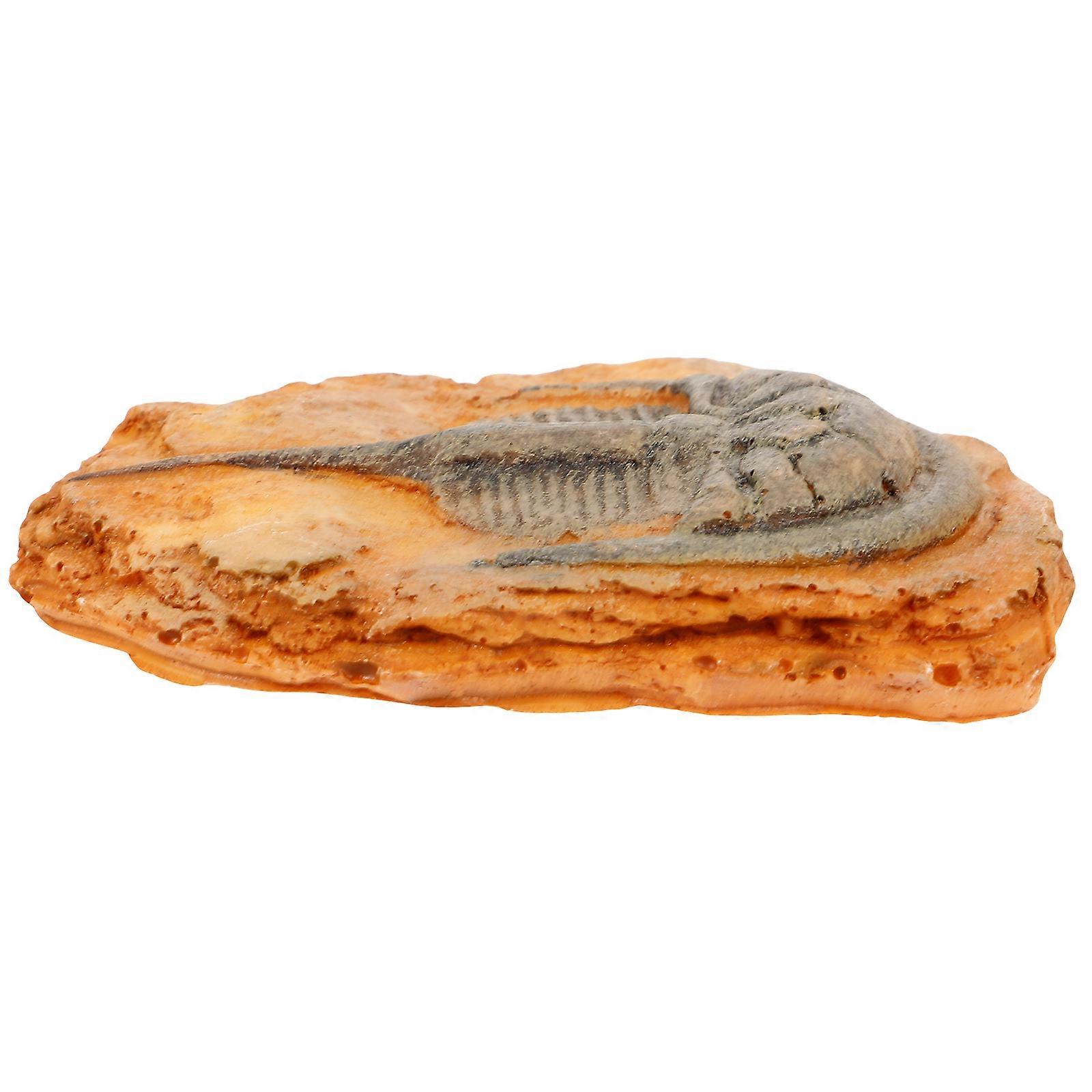 Insect Specimen 2Pcs Paleontological Insect Ornament for Teaching Use