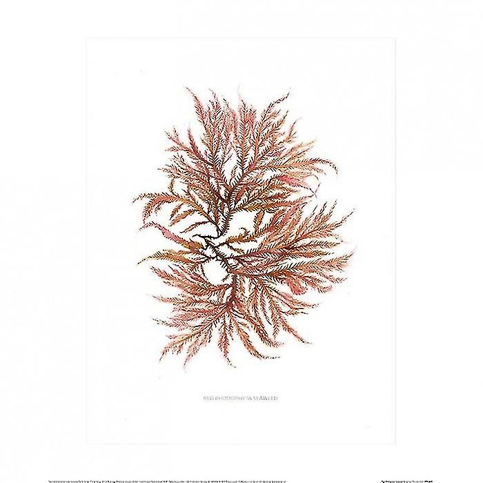 Summer Thornton Red Rhodophyta Seaweed Poster