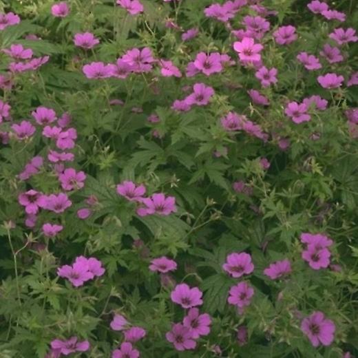 Geranium Patricia. Darukomcsőrű.
