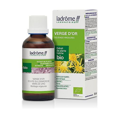 Fresh Goldenrod plant extract 50 ml