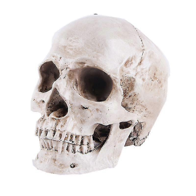 Anatomical Skull Model - 19*13*14.5cm - Resin Realistic Human Skull - Life Size Crane Decoration For Medical Anatomy Classroom And Halloween Decoratio