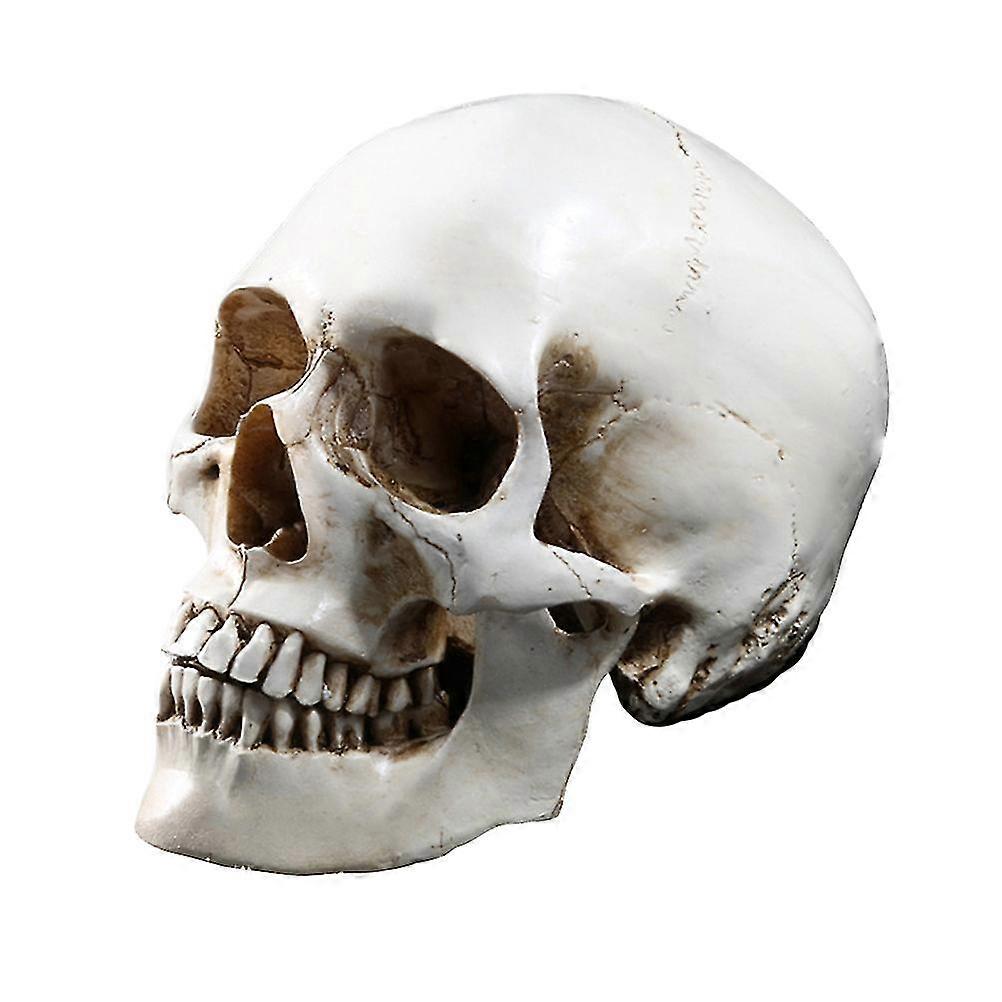 1:1 Human Skull Model Replica Resin Medical Anatomical Tracing Medical Teaching Skeleton Halloween Decoration Statue