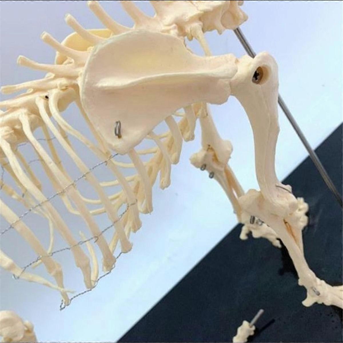 犬の骨格模型 犬の解剖学 動物教育モデル