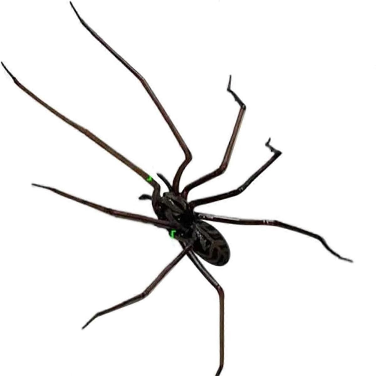 クモの冷蔵庫の磁石、リアルなクモの磁石、かわいいクモのデザイン冷蔵庫、ガレージのドア、または車の装飾、A