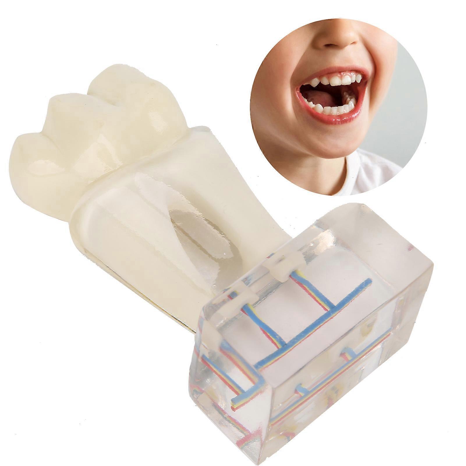 Dental Nerve Model Resin Teeth for Teaching & Demonstration Use