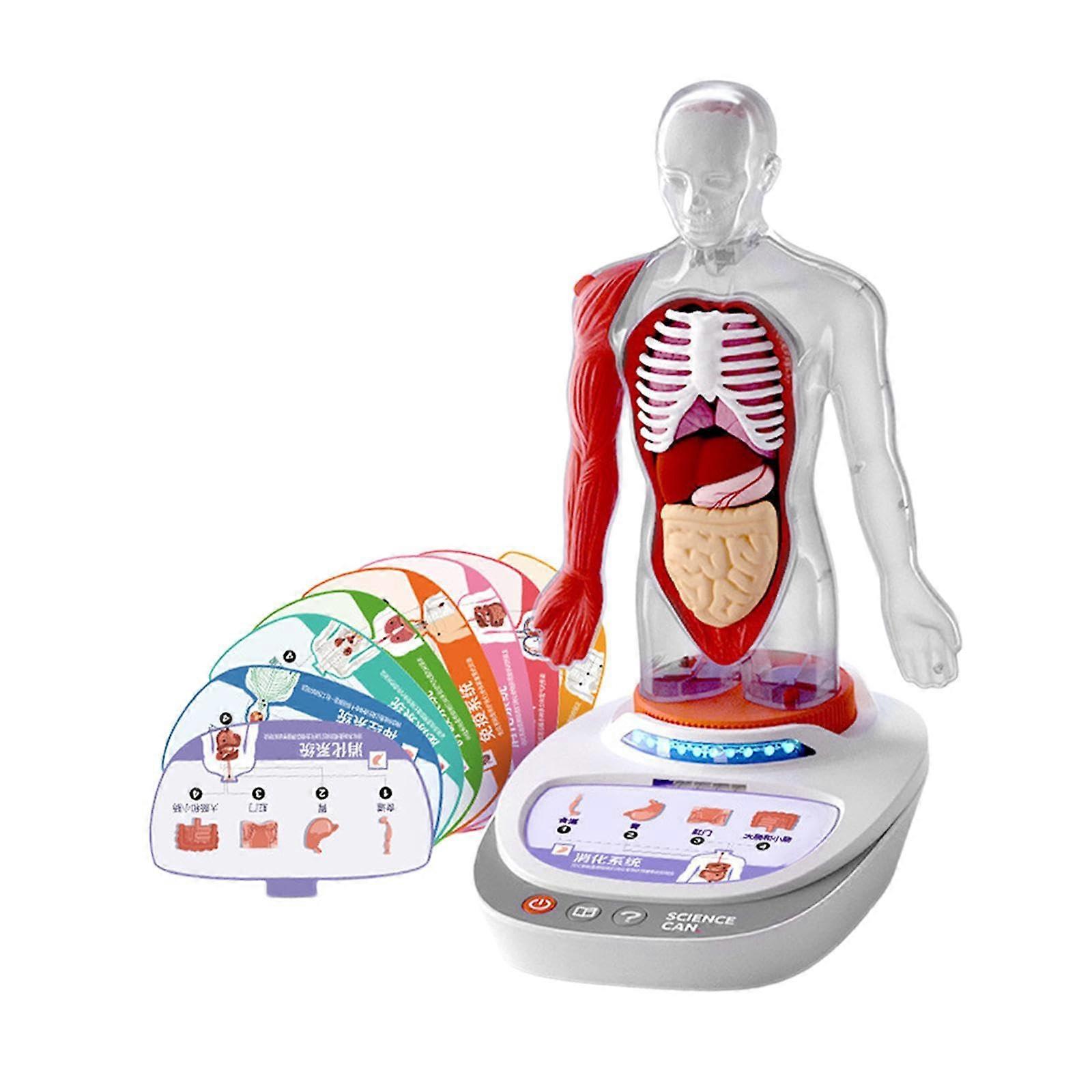 Kids Anatomy Model Interactive Educational Toy Body Building Kit