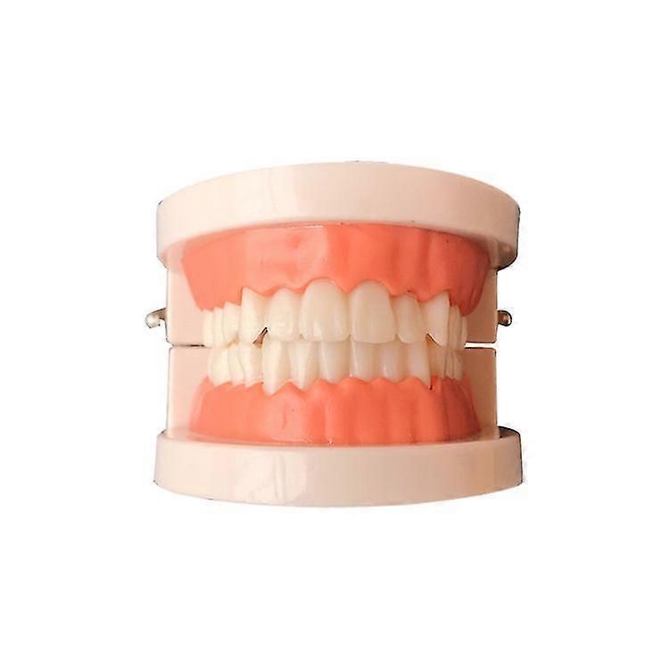 Tooth Models - 1 Piece Kids Brushing Educational Dental Teaching Learning Demonstration Model