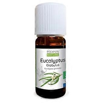 Euca globulus essential oil 10 ml of essential oil (Eucalyptus)