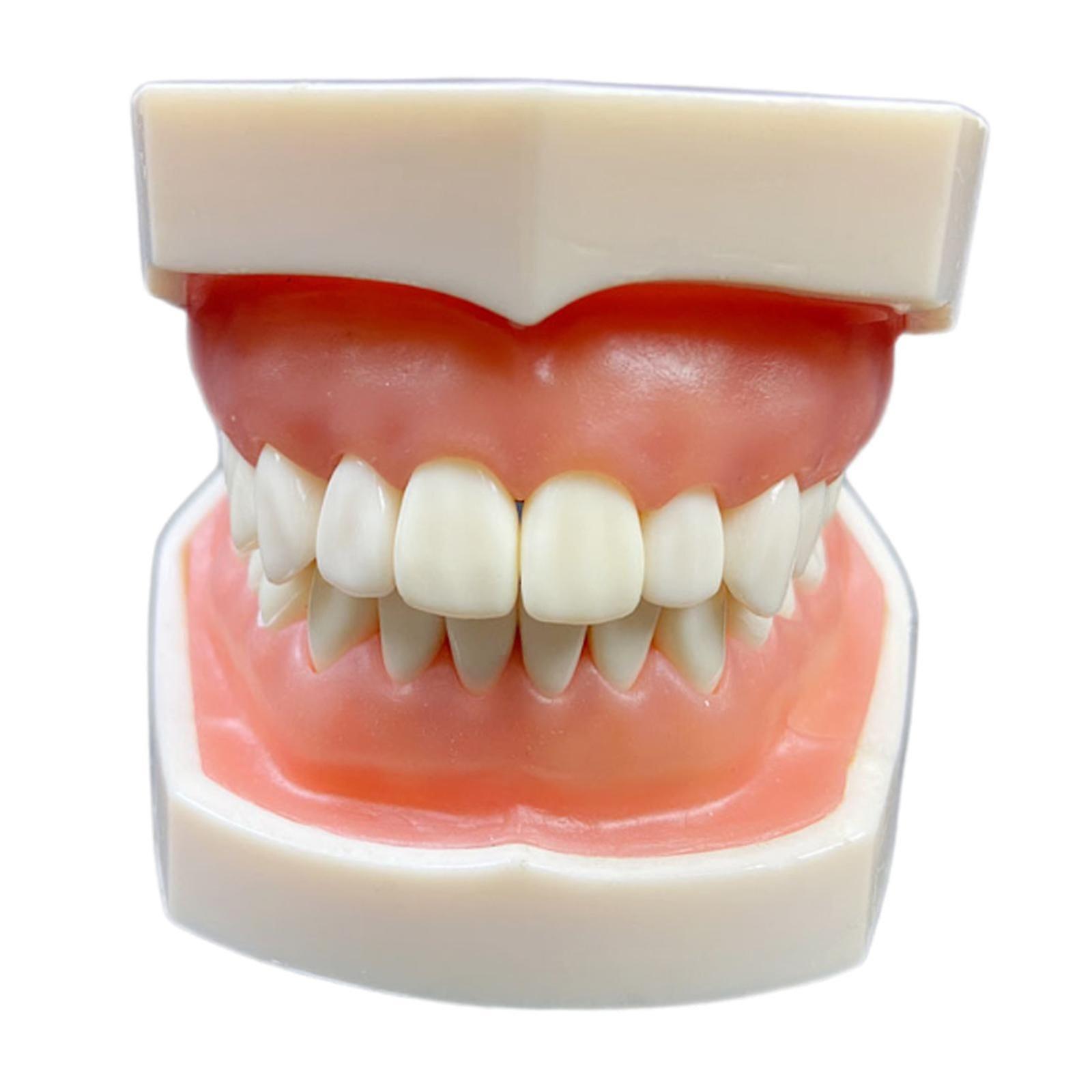 Tooth Model Educational Adults Multifunctinal Teaching Brushing Model