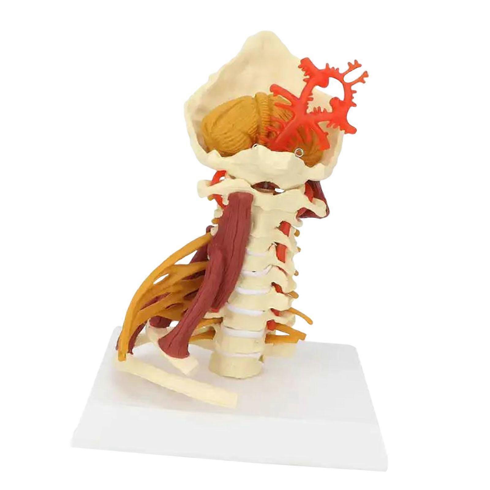 Spine Model Arteries Science Education Nerves Vertebrae Insertion Points Lumbar