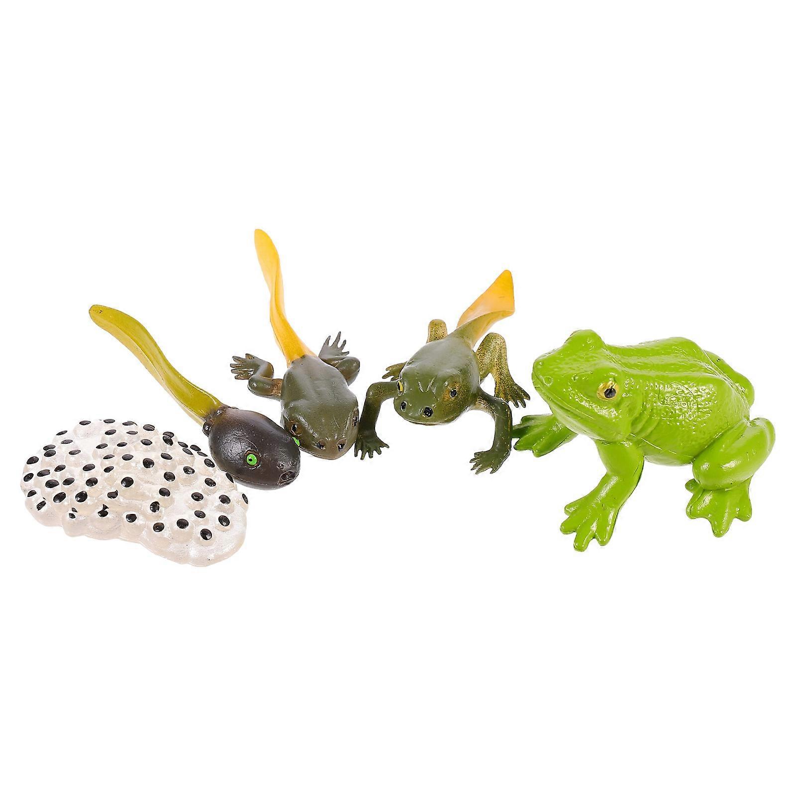 Educational Toys Cycle Model Biology Learning for Kids 1Set