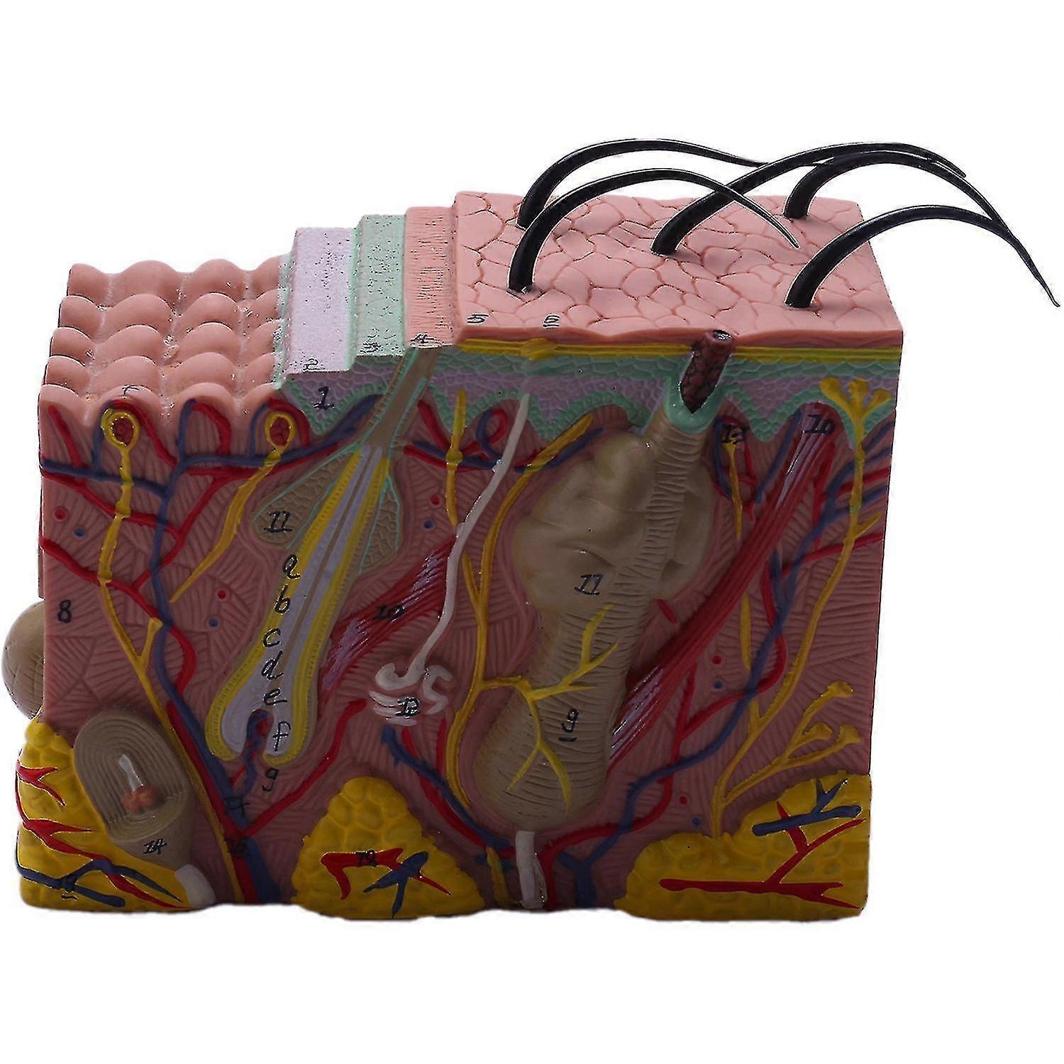 Skin Model,35x Skin And Hair Structure Enlarge Model Anatomical Model