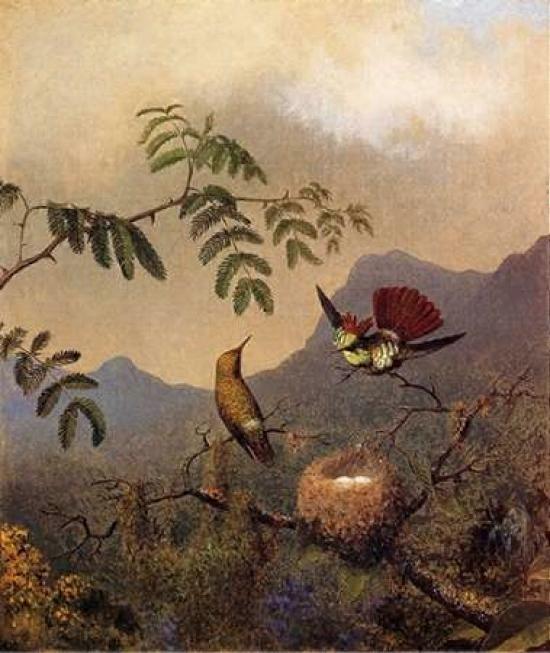 Frilled Coquette Poster
