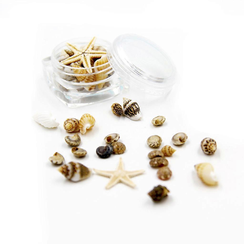 Sea Shells Mixed Ocean Beach Seashells Conch Beach Theme Party Wedding Decor