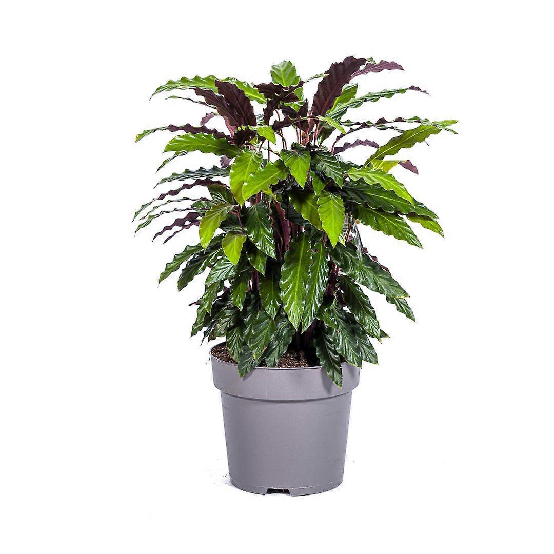 Calathea Rufibarba - 60-80cm - Ø27cm