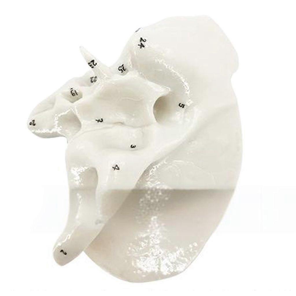Human Ethmoid Bone Sphenoid Model Human Skeleton Model Teaching Supplies