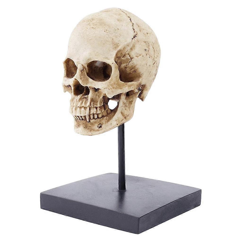 Staty, Mänsklig, Vuxen