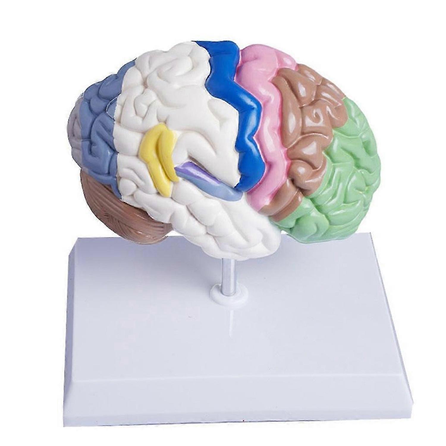 Human Half Brain Anatomy Model Life Size Anatomical,Brain Model