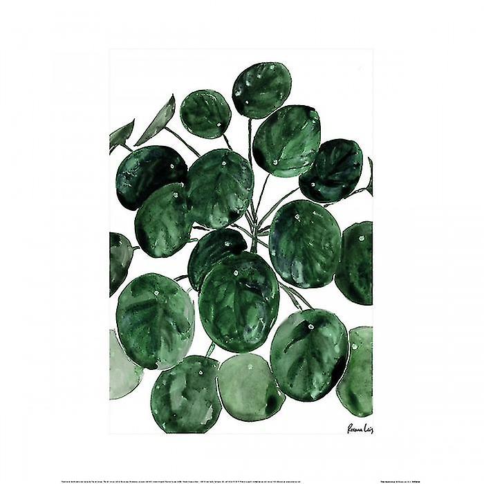 Rosana Laiz Pilea Watercolour Print