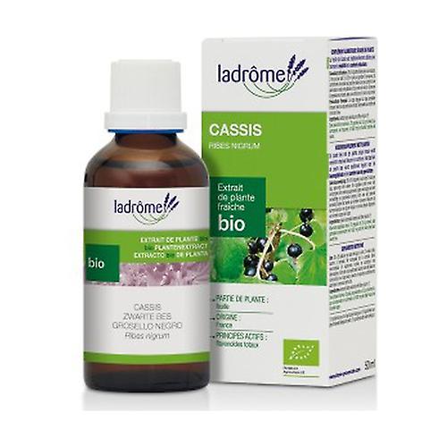 Blackcurrant plant extract 50 ml