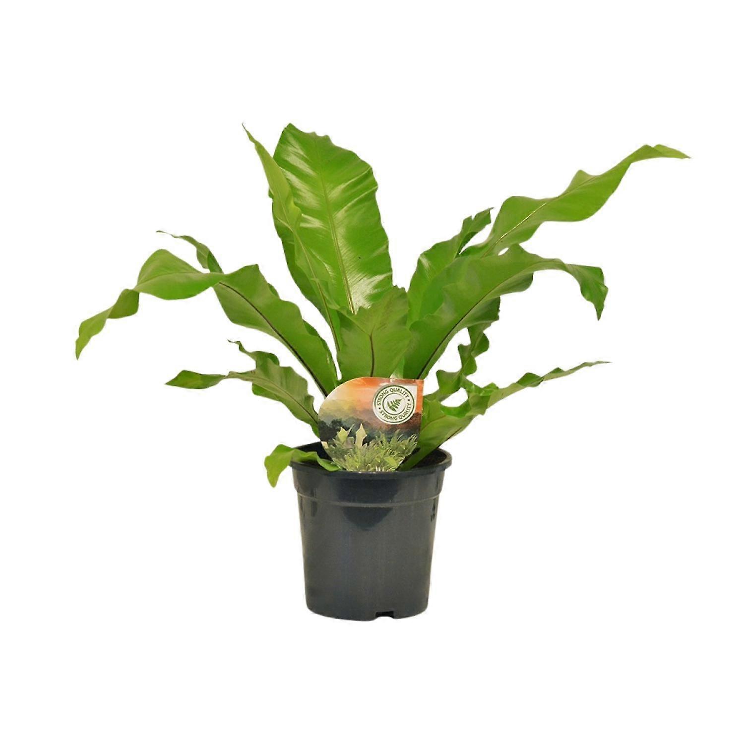 Asplenium Nidus - 50-60cm - Ø17cm