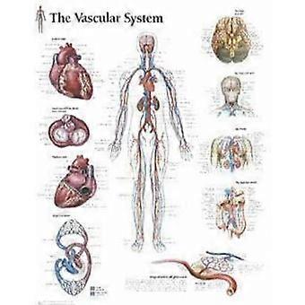 Poster sur le système vasculaire - Éditions scientifiques