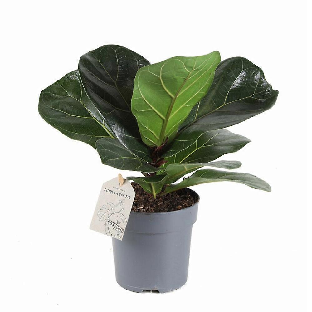 Ficus lyrata Ø11cm