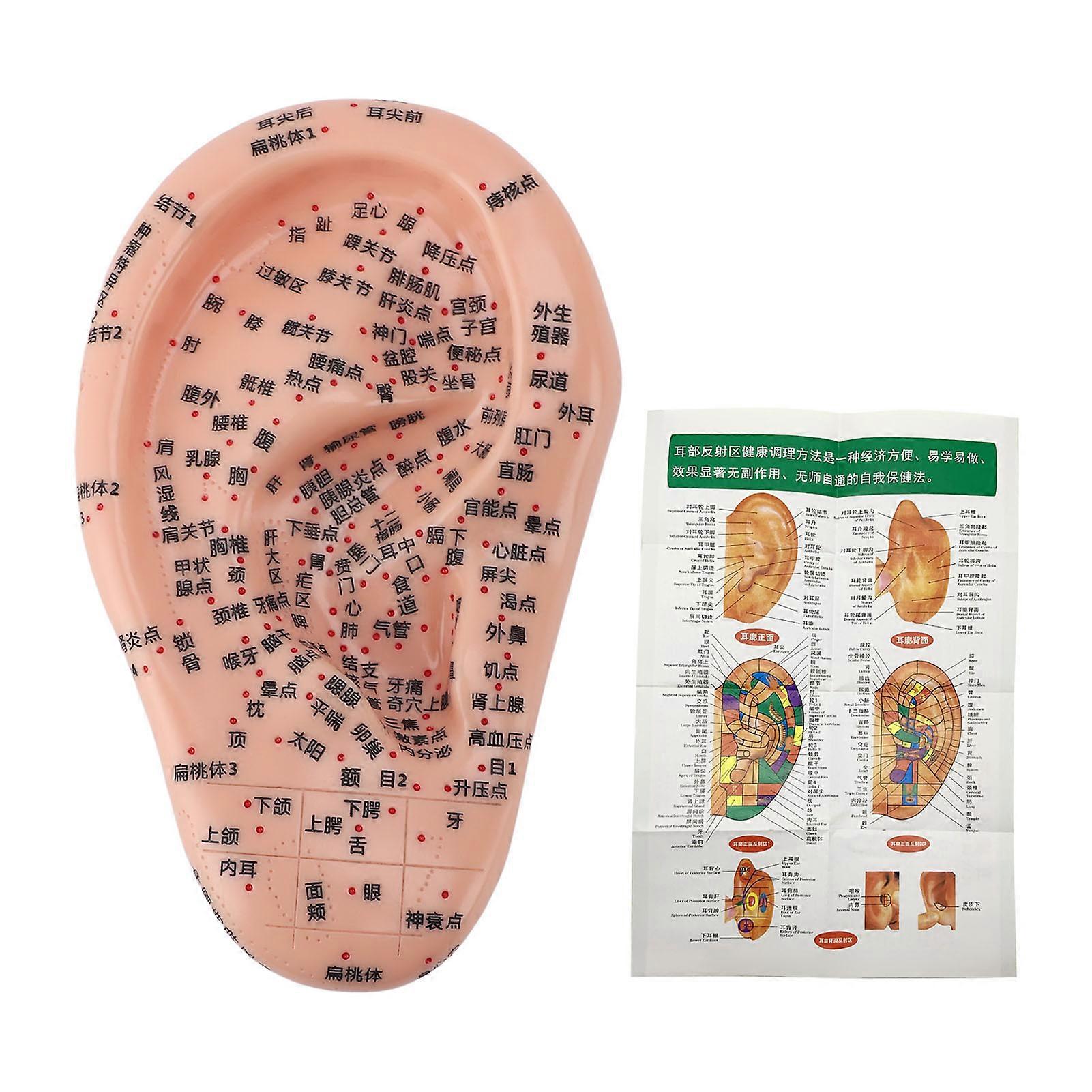 Ear Acupuncture Model Professional PVC Soft Flexible Clear Lettering Human Ear Acupuncture Model for Teaching Learning 7.5in Length