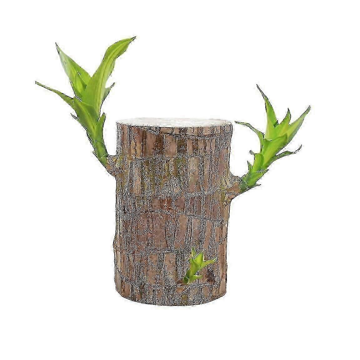 ベースから直接、ブラジルの幸運な竹の植物、屋内水栽培デスク