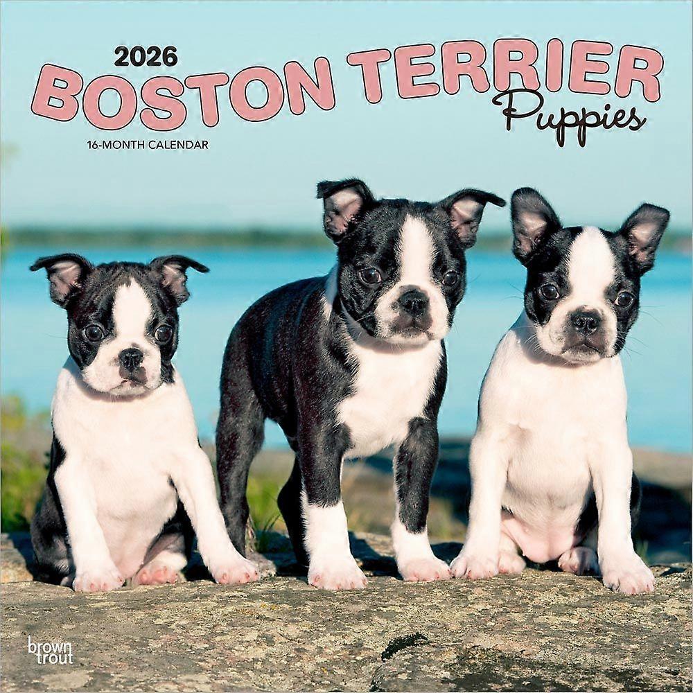 Browntrout Boston Terrier Puppies Calendar 2026