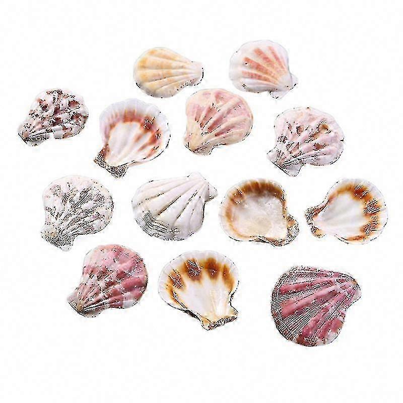 100 Shells for DIY Decorations and Crafts