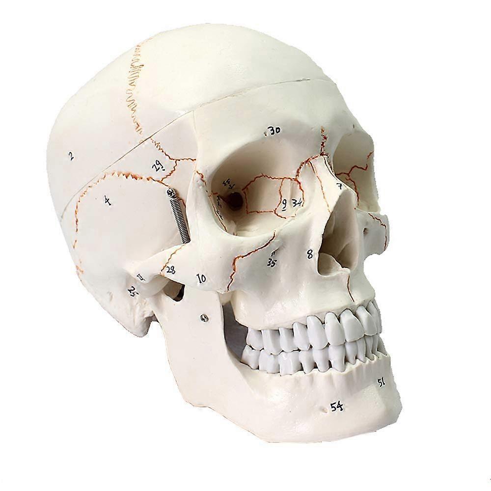 Human Skull Model with Precise Digital Marking, 3Part Anatomical Design for Medical Training