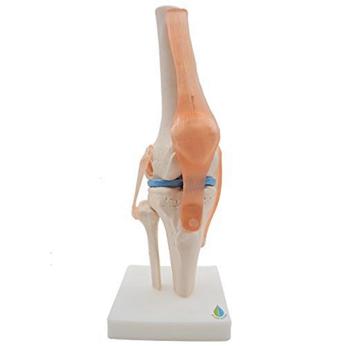 Anatomical Knee Joint Model with Realistic Ligaments - Life-Size Design for Training and Education Purposes