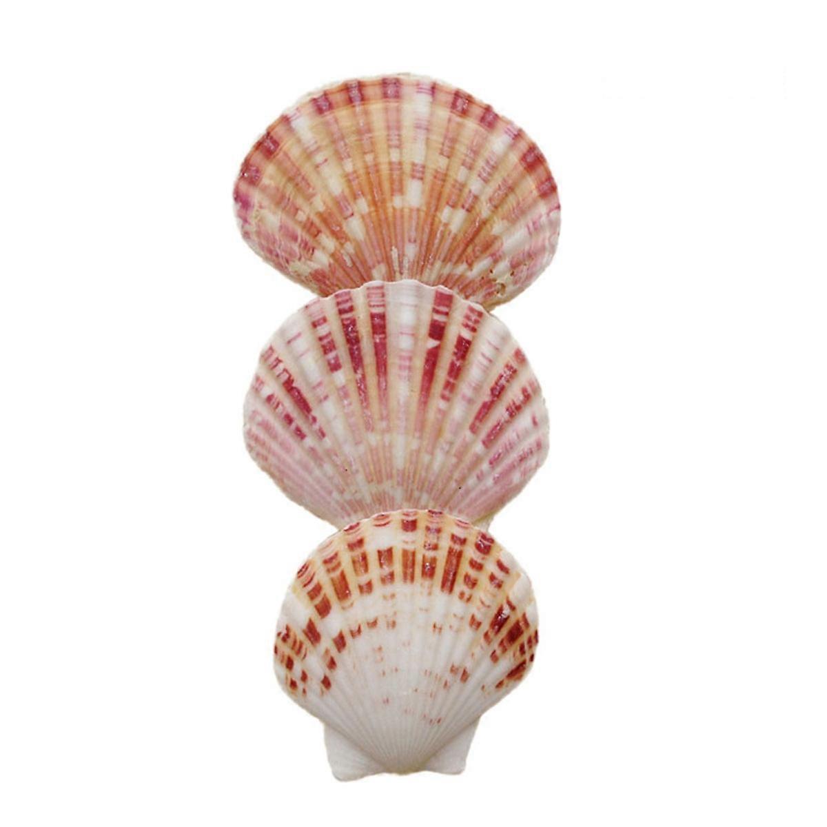 Assorted Color Seashells Mediterranean Craft Charms for Decoration 50Pcs