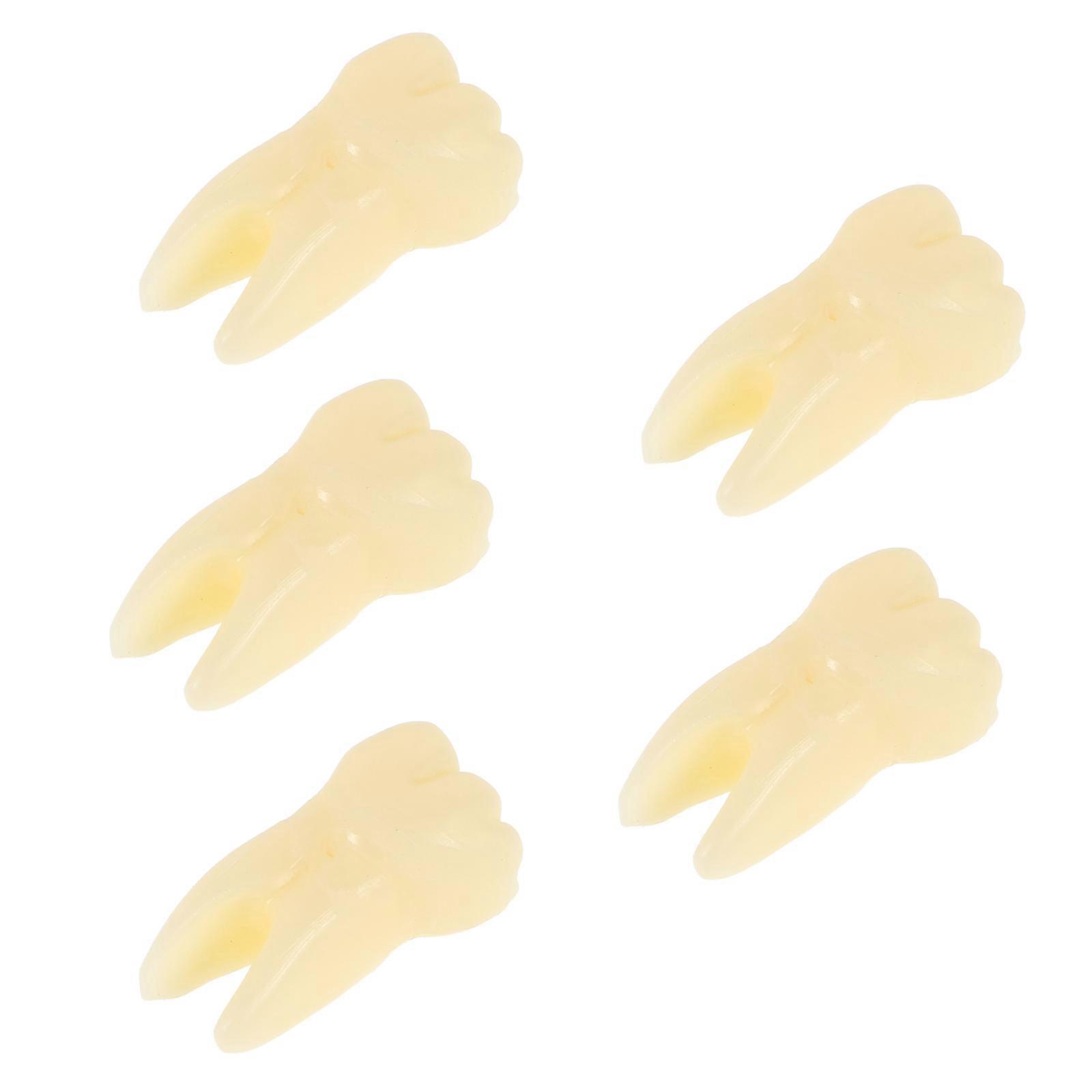 Teeth Model for Teaching Purposes with 5Pcs Realistic Teeth Toy