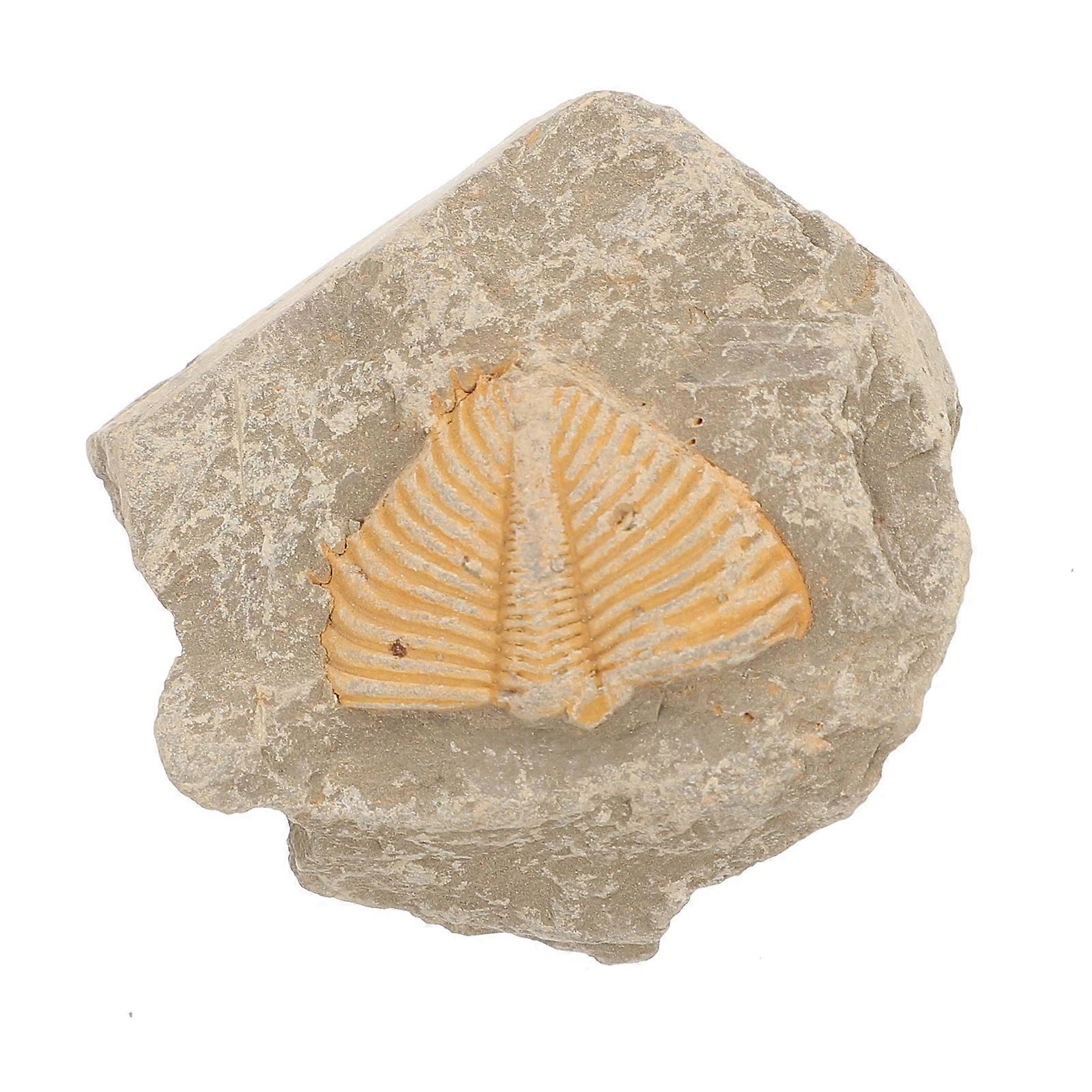 Trilobite Adornment for Decoration with Educational Simulation Model