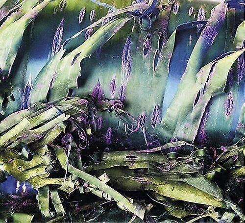 Polypores : Multizonal Mindscramble CD (2023)