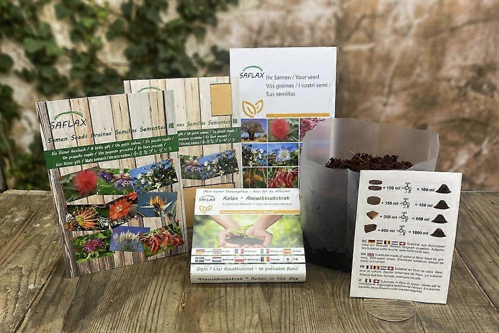 Saflax - Gift set - 8000 seeds - Iceland poppy mix - Mélange de pavot d'Islande - Miscela di papavero islandese - Mezcla de amapolas de Islandia - Islandmohn – Mix