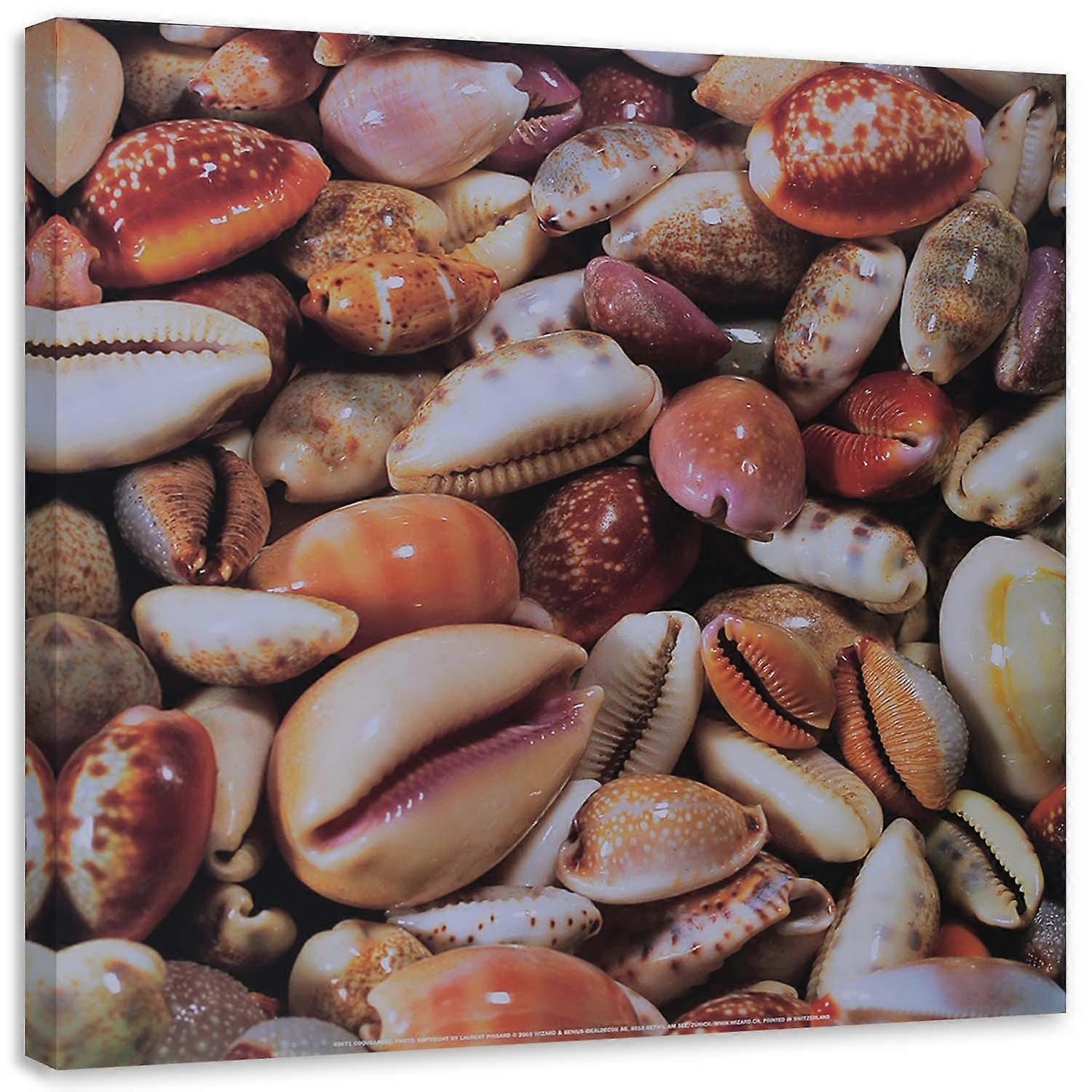 Lienzo, Conchas de cerca - 60x60