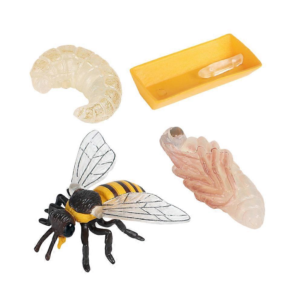 Bee Growth Cycle Model Set for Educational Display, Cognitive Learning & Insect Life Cycle Understanding