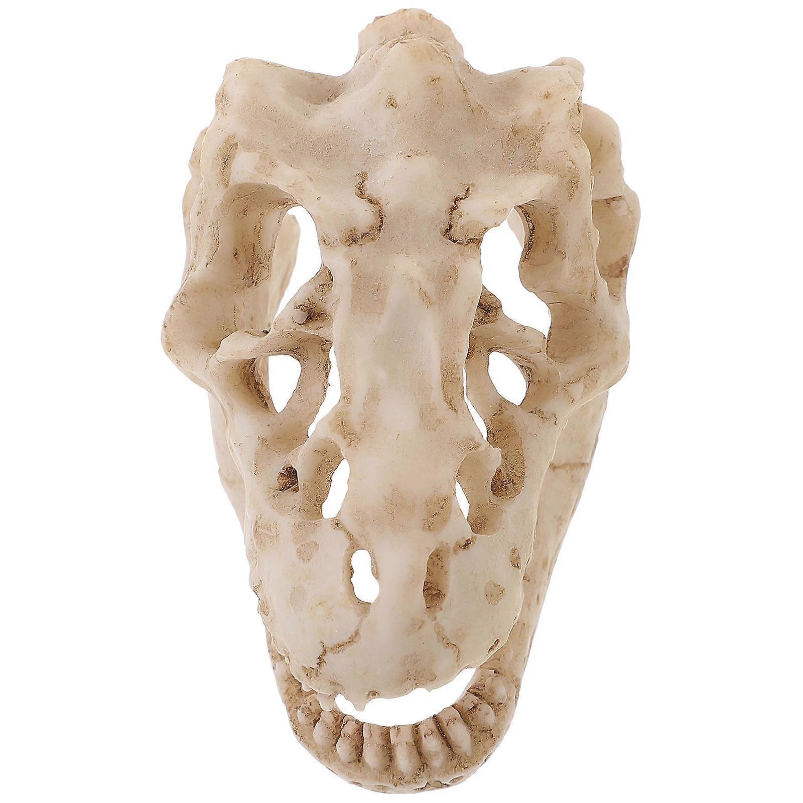 Beige Dinosaur Skull Resin Skull Model for Decoration 2Pcs Display