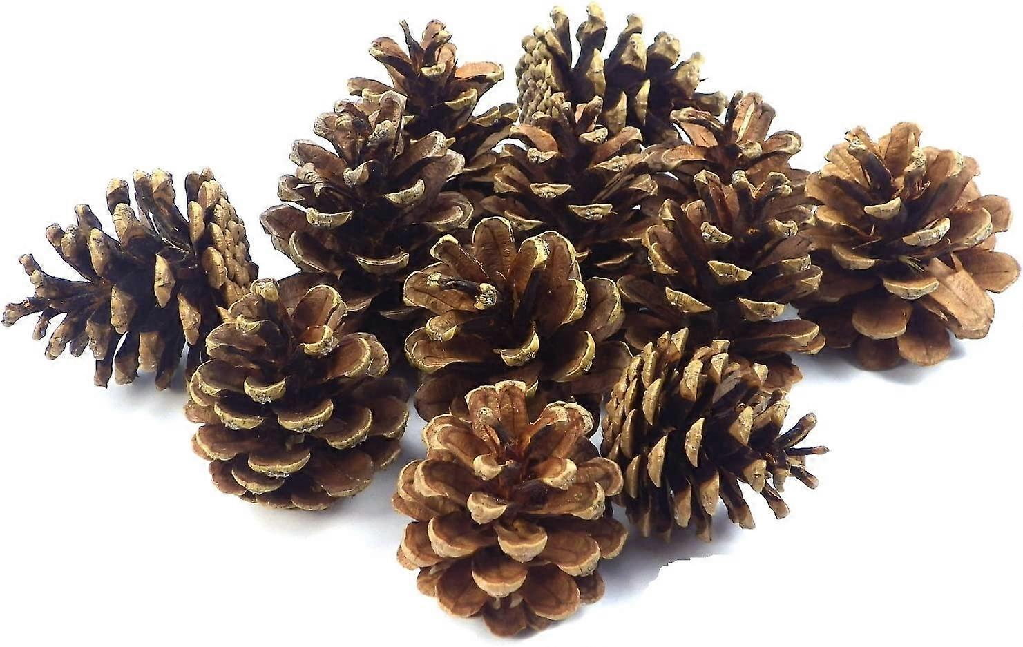 Balabela 24 Natural Black Pine Cones For Christmas Decor
