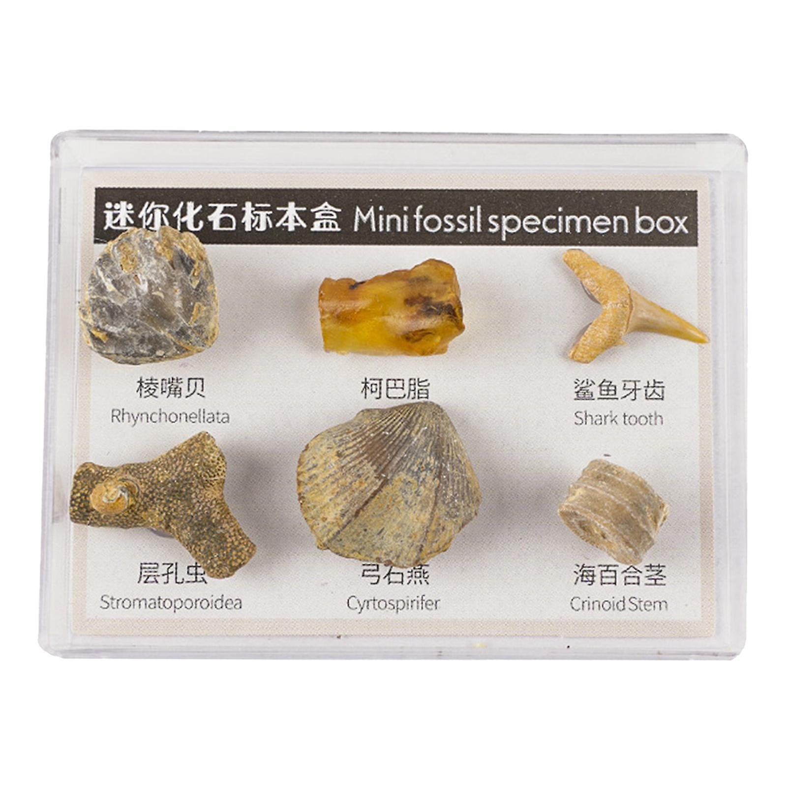 6x Fossil Specimens Kit for Kids with Display Case Educational Collection