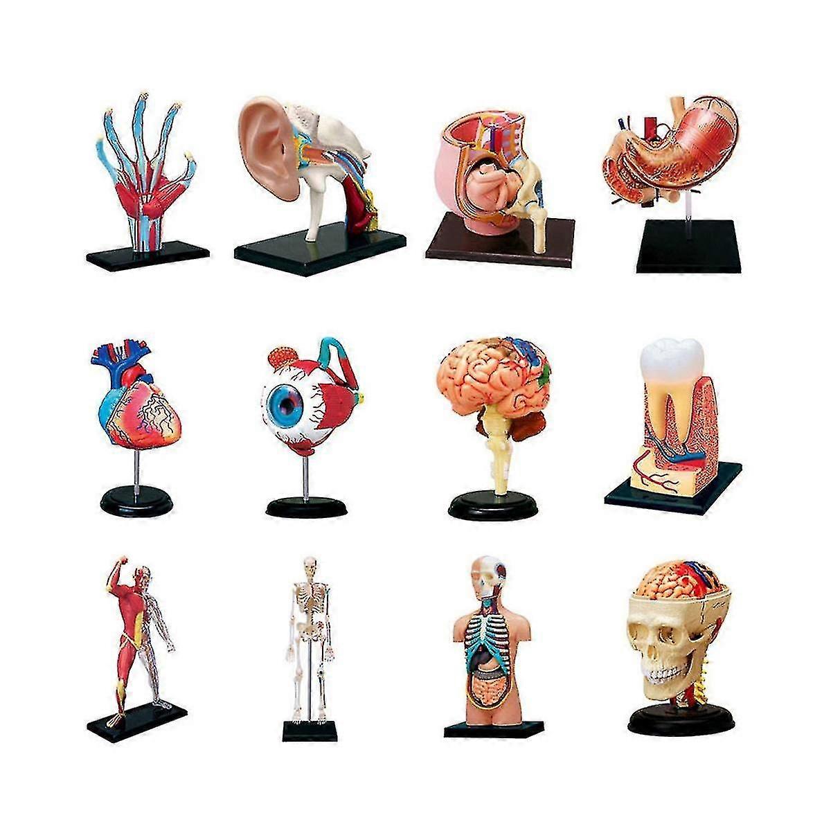 Medical-torso Human Body Model Removable Parts Education Organs Model For Teaching Study Class Stud
