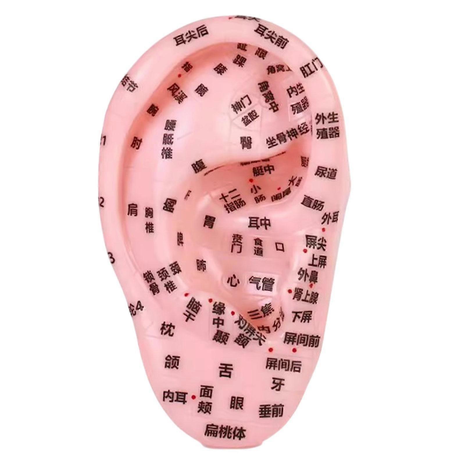 Human Ear Acupoint Simulation Auricular Model for Nursing Practice Massaging