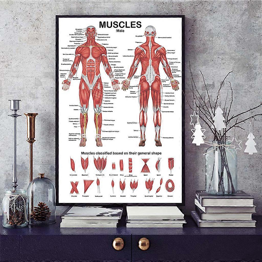 Muscular System Anatomical Poster Muscle Anatomy Chart In front/Back ...