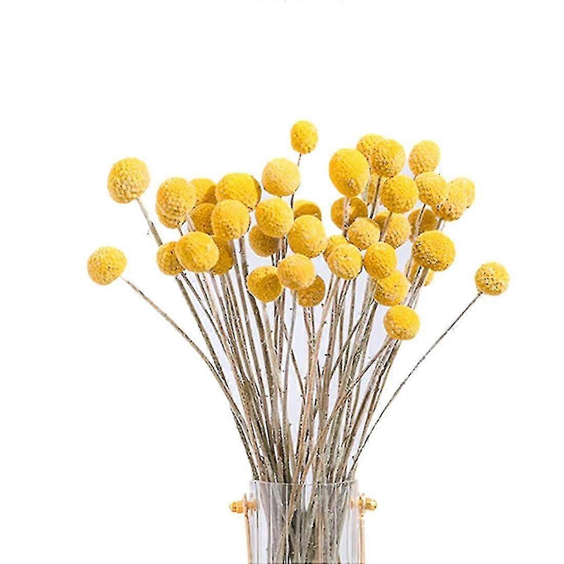 40pcs Dried Craspedia Billy Button Flowers