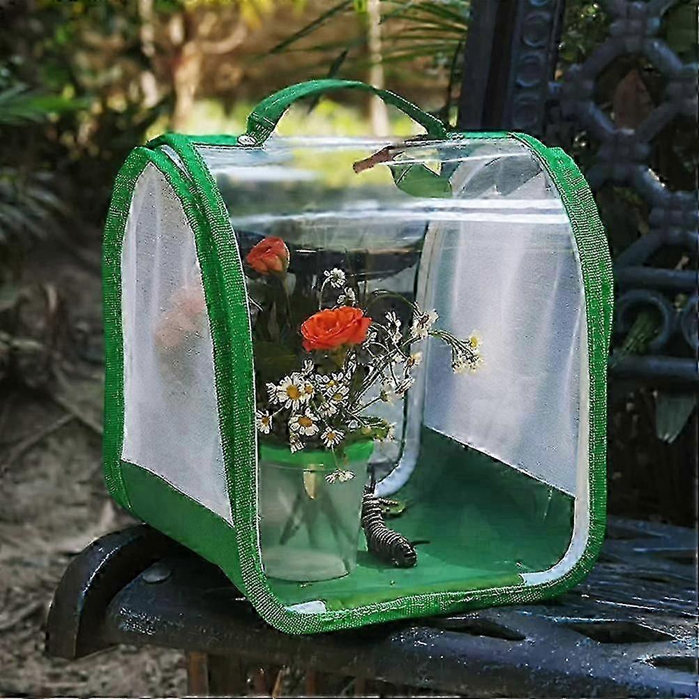 Kit de orugas vivas a mariposas con hábitat educativo