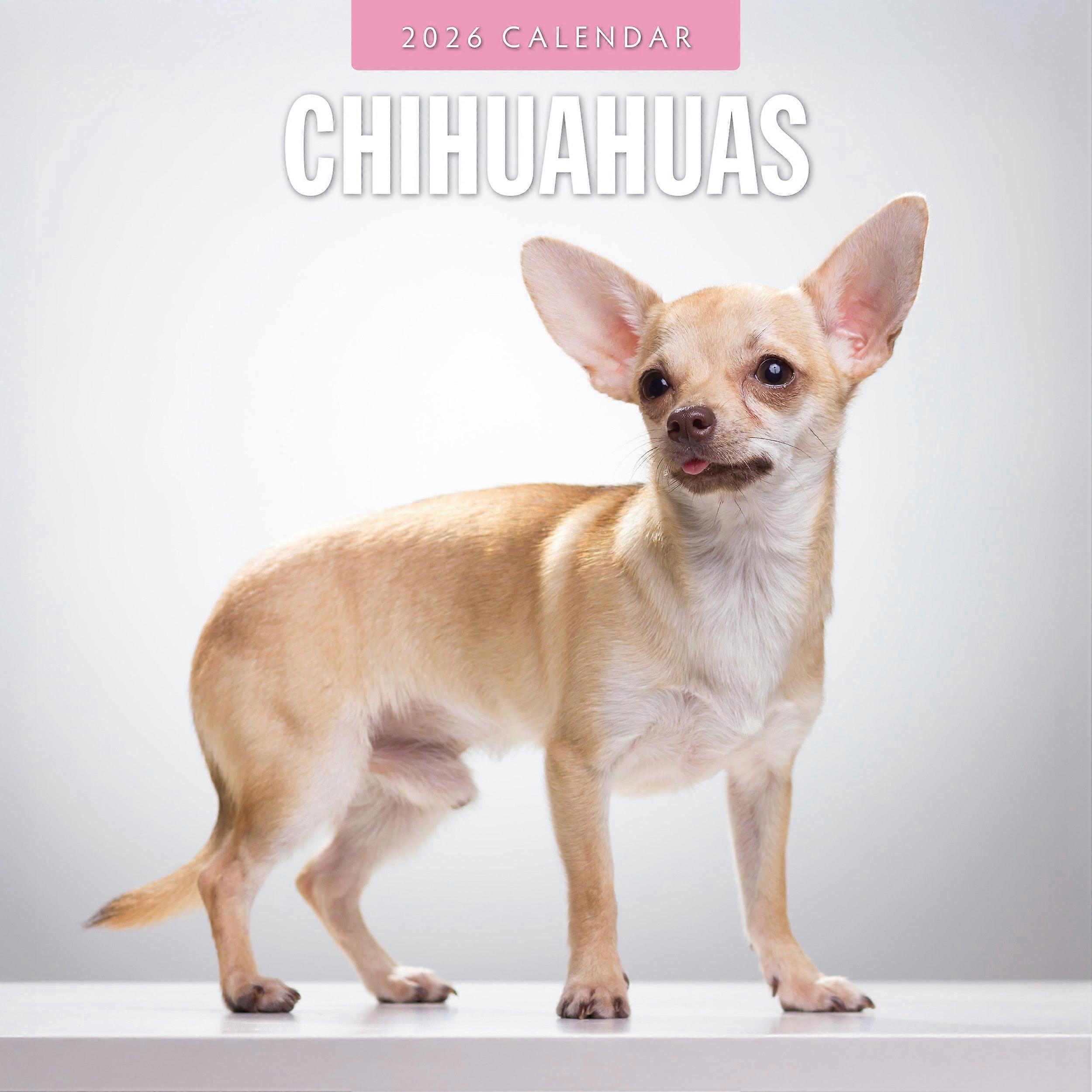 Red Robin Chihuahua Calendar 2026