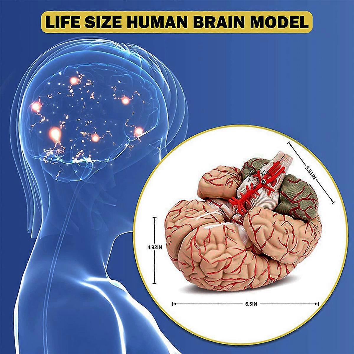 Human Brain Model, with Base for Science Classroom Study & Teaching A